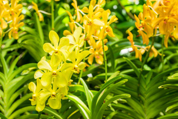 istock Yellow orchid flowers 821898560