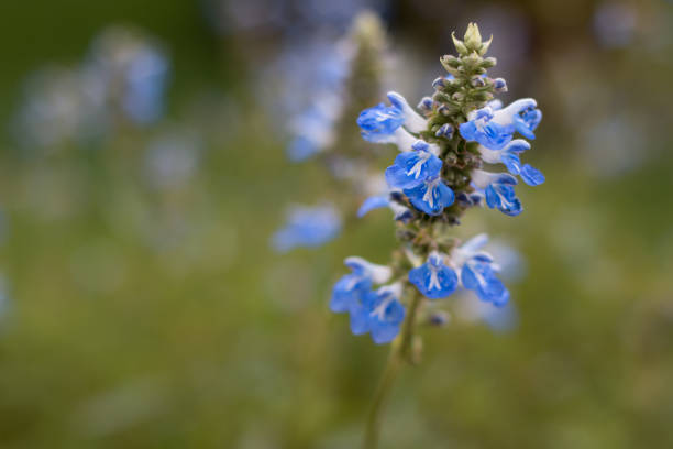 Victoria blue Salvia flower with blurred out background. Small blue flowers.