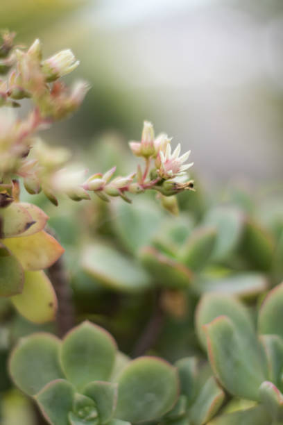 istock Succulent plant flowering close-up 821898792