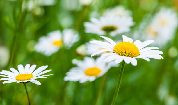 istock Chamomiles, summer flowers background photo 821900024