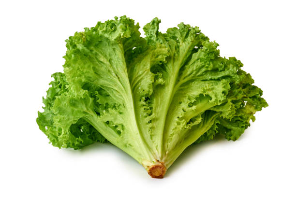istock fresh green and raw Lettuce isolated on white background 821900436
