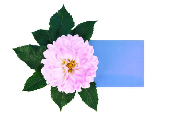 Dahlia flowers and leaves isolated on white background with place for your text. Flat lay style.
