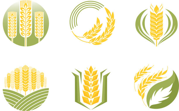 Cereal ears and grains agriculture industry or logo badge design vector food illustration organic natural symbol Cereal ears and grains set for agriculture industry or logo badge design vector food illustration organic natural wheat icon healthy bread agriculture label farming autumn product. insignia healthy eating gold nature stock illustrations