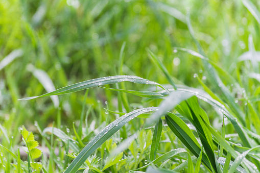 wet grass on a blurred background lush meadow, dew glistening with sunlight, bokeh