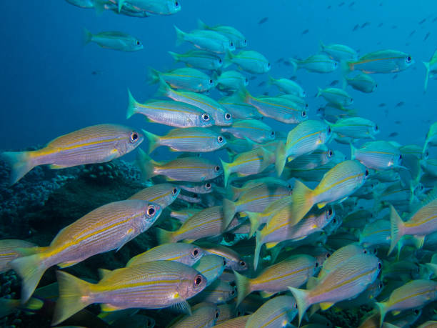 istock School of Snappers 821910416