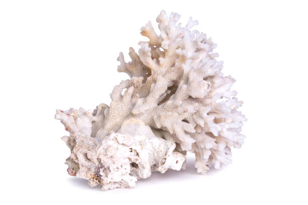 coral marinho isolado no fundo branco. - nature macro reef animal - fotografias e filmes do acervo