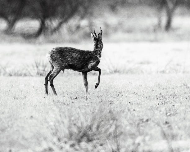 istock Old black and white photo of roe deer buck with one front leg pulled up in field. 821918730