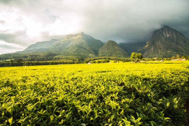 istock Mount Mulanje with golden green tea plantations 821918886