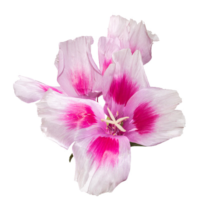Godetia flor aislada. Un ramo de flores de primavera hermosa de color rosa y púrpura. photo
