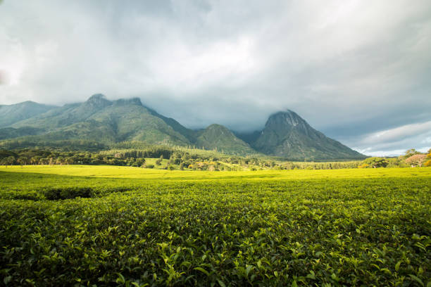 Mount Mulanje with golden green tea plantations