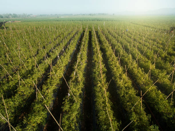 Aerial view of field growing tomatoes on bright summer day stock photo