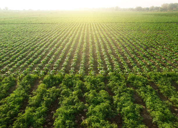 Aerial view of field growing tobacco on bright summer day  in THAILAND stock photo