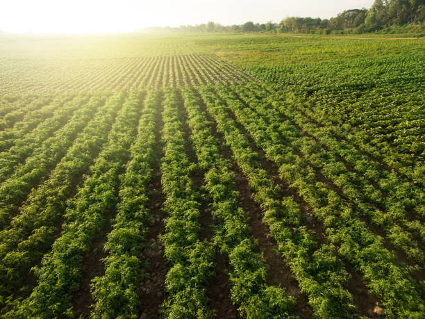 Aerial view of field growing tobacco on bright summer day  in THAILAND stock photo