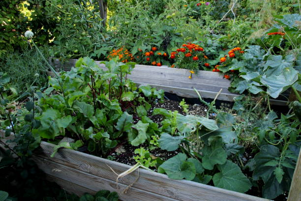 istock Wild raised area in the garden 821930634
