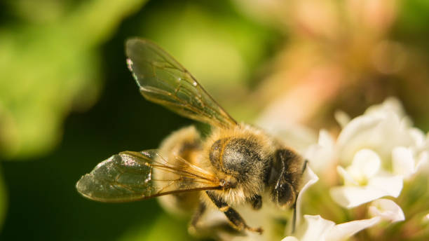 istock bee at work on white clover flower collecting pollen A four leaves clover 821934622