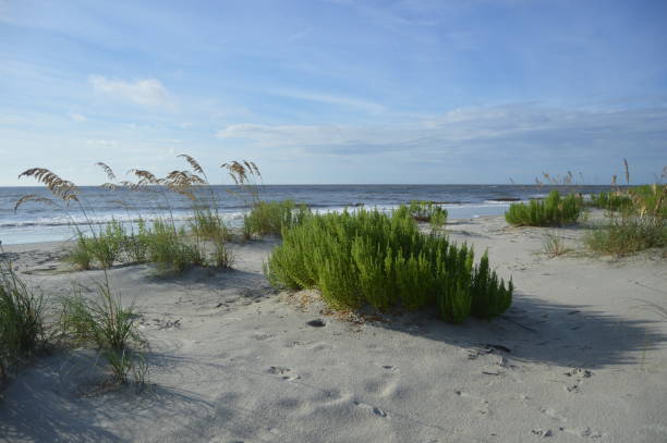 duna de arena de st. simons island, ga al amanecer - dorothy fotografías e imágenes de stock