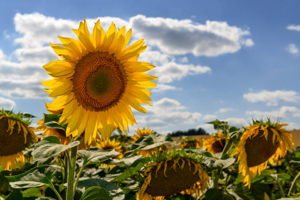 istock Beautiful sunflower in the field 821937640