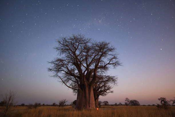 istock Baobab's under the stars in blue hour 821940738
