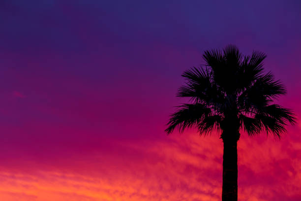 istock Dramatic sunset and sunrise sky with palm silhouette. 821942298