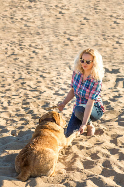 istock Dog training. A big funny dog labrador performs a command - lie down and waits for reward. A wonderful summer day on the beach 821942382