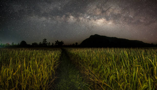 The Milky Way and rice field.THAILAND stock photo