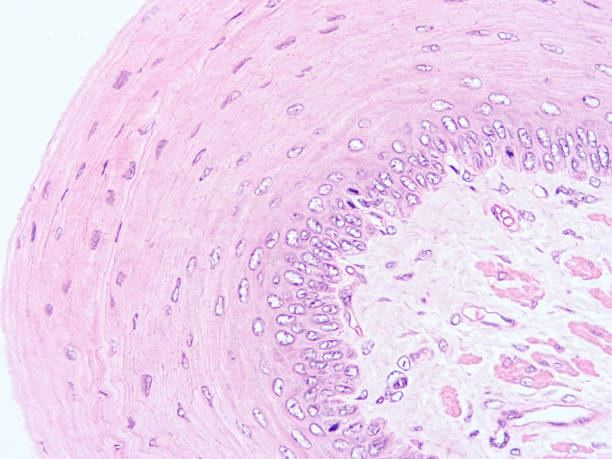 Histology of human tissue Histology of human tissue , show stratified squamous epithelium tissue with microscope view cuboidal epithelium stock pictures, royalty-free photos & images