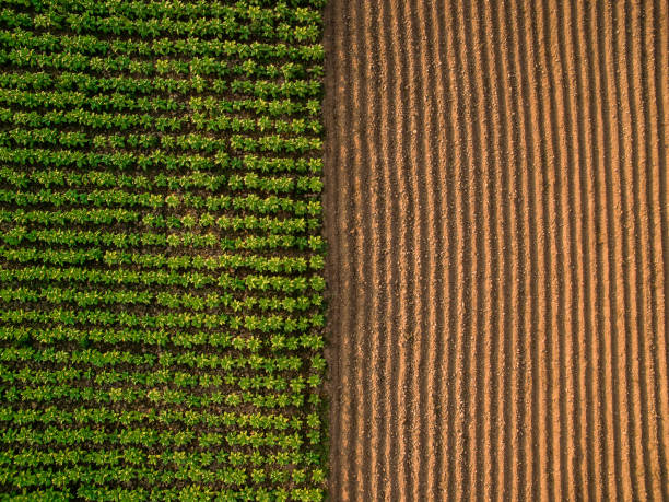 Aerial view ; Rows of soil before planting.Furrows row pattern in a plowed field prepared for planting crops in spring.Horizontal view in perspective. stock photo