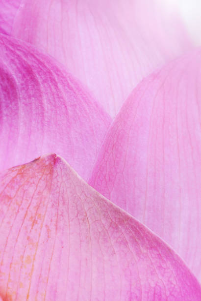 istock Close Up on lotus petal,Shallow Dof. 821946422