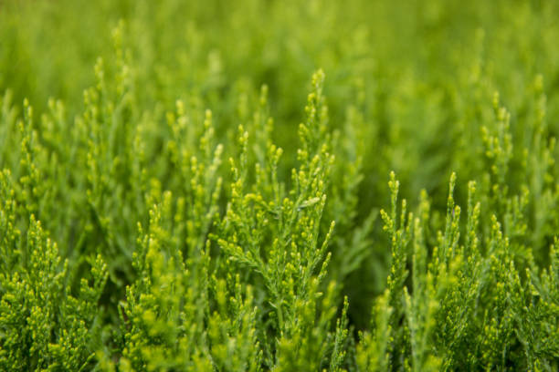 istock Green tree branches and leaves as natural background. 821951372