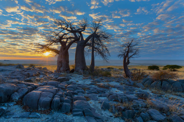 istock Sunrise at the baobab's 821952150