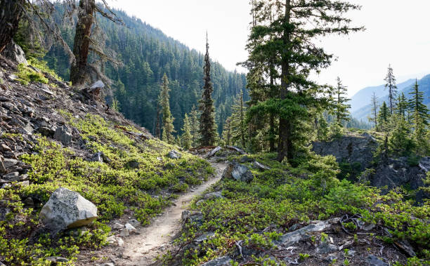 Bridge Creek Trail, Pacific Crest Trail, North Cascades National Park, Washington State, USA Enjoy ancient forest trees, tall mountains and cool, clear water while hiking Bridge Creek Trail, a section of the Pacific Crest Trail in North Cascades National Park, Washington State, USA. pacific crest trail stock pictures, royalty-free photos & images