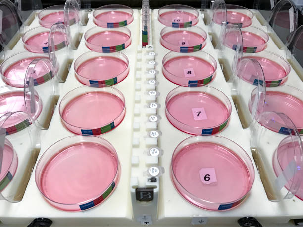 cell culture piatti caricati su strumento di erogazione automatica del liquido - high throughput foto e immagini stock