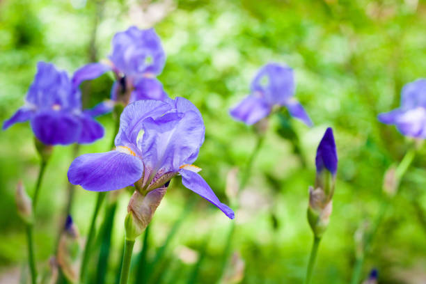 istock Blue iris flowers on green garden background 821956454