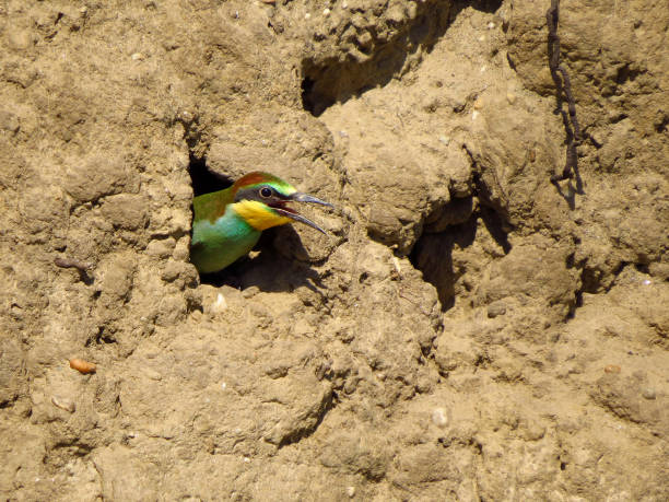 istock European bee eater (Merops piaster) bee-eater juvenile 821957024