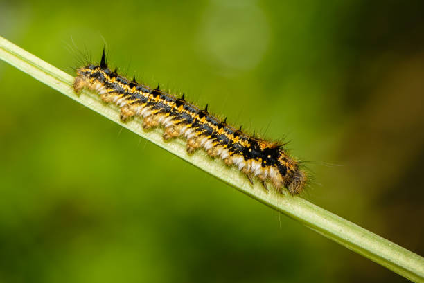 istock Hairy caterpillar of butterfly silkworm 821962000