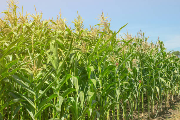 istock Young maize sings in the field during the day 821962564