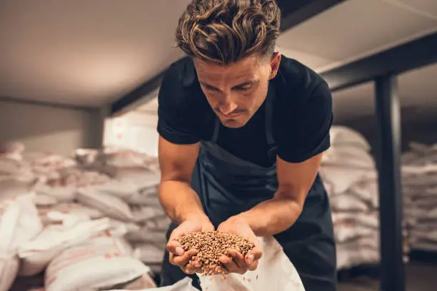 Photo of Master brewer checking the barley seeds