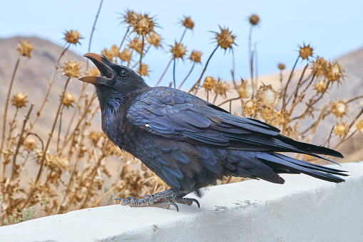 Carrion crow (Corvus corone) with a walnut, standing on a meadow, covered with hoarfrost.