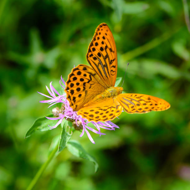 motyl fritillary z otwartymi pomarańczowymi skrzydłami z kropkami kropkami na kwiatku - fritillary butterfly butterfly insect lepidoptera zdjęcia i obrazy z banku zdjęć