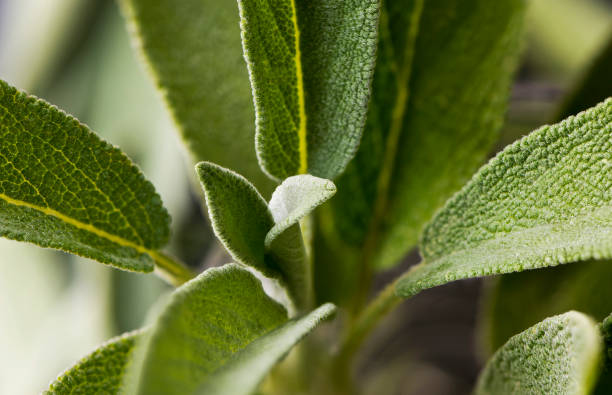 istock Leaves of sage (salvia) 821973504