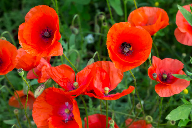 istock Opium poppy papaver somniferum flower 821997544