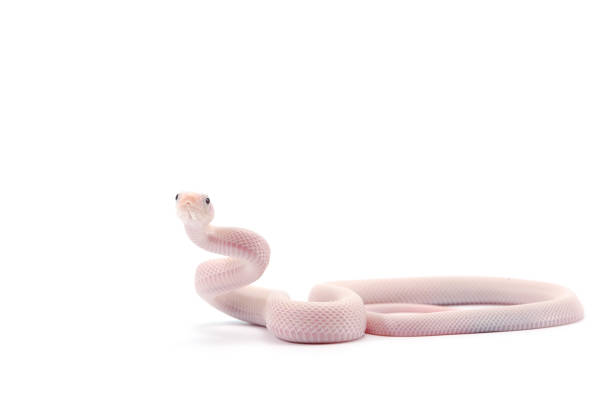 istock White rat snake isolated on white background 822000666