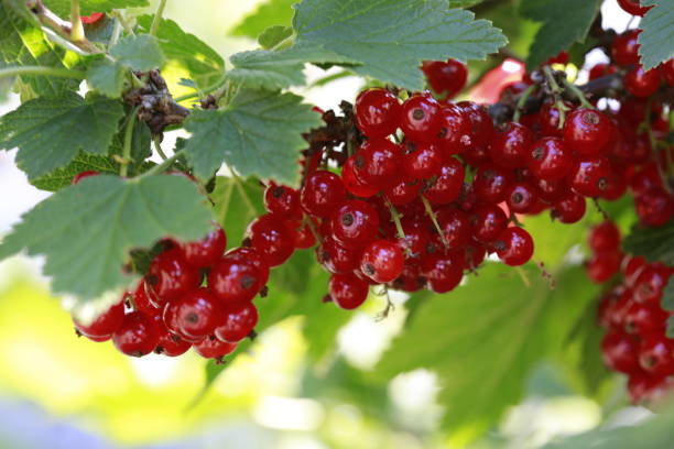 istock Red currants in the garden 822003554