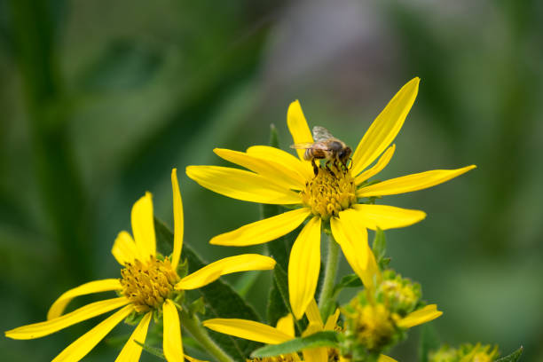 Bumbling Bumble Bee on Yellow Daisy stock photo