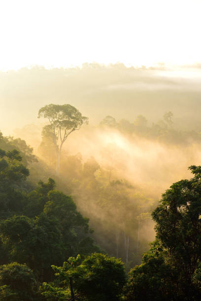 istock Morning light on misty forest at Hala Bala, Thailand 822013218