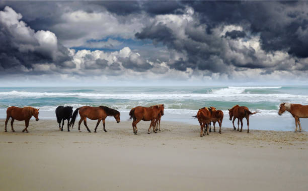 Wild Corolla horses Corolla wild horses on the beach in North Carolina under dark clouds outer banks north carolina stock pictures, royalty-free photos & images