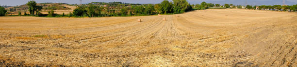 istock Summer panorama with hay bales on a just harvested field. 822013552