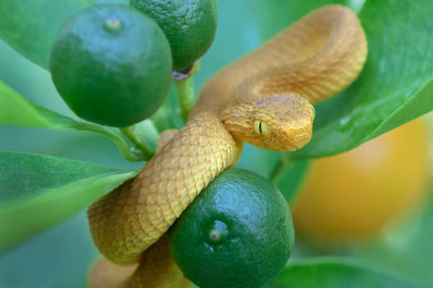 One Day Old Venomous Baby Bush Viper on Orange Tree One Day Old Venomous Baby Bush Viper (Atheris squamigera) on Orange Tree african bush viper venomous snake stock pictures, royalty-free photos & images