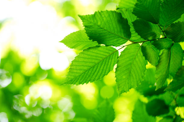 istock green leaves background in sunny day 822014408