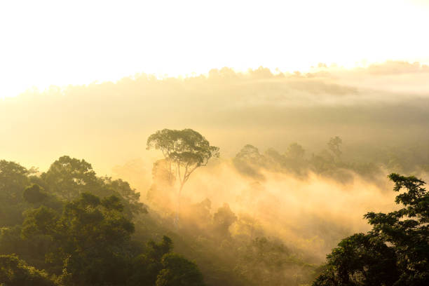 istock Morning light on misty forest at Hala Bala, Thailand 822014638
